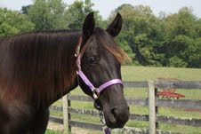 Black Dahlia is a 2009 black mare with J. Lee’s Rock-it / Buddy Roe bloodlines. Dahlia has smooth gaits and is an exceptional trail horse. She is road safe and crosses water willingly.