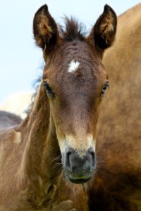 2016 colt by Spanish Sundown