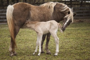 Stoney's Shawnee Princess is a 1994 chocolate mare. She has been ridden on trails and has proven to be an excellent broodmare.