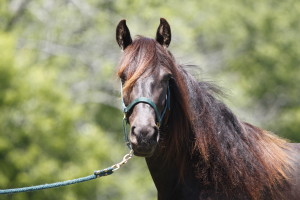 Paris is a 2011 seal brown mare in foal to Spanish Sundown.