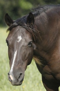 Hope Springs Belen is a 1996 brown daughter of Maple's Squirrel.  She is an excellent broodmare.