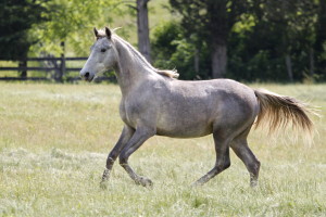 Pearl Jam is a gray 2014 filly by Secret Sam