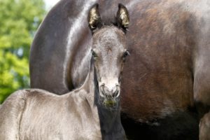 2016 colt out of Paris by Spanish Sundown