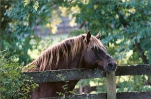 Nuncio over fence